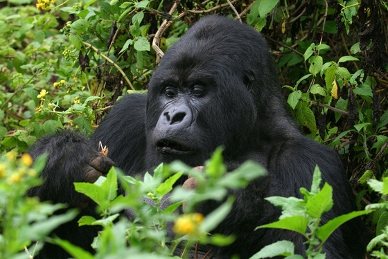 Congo (République démocratique)