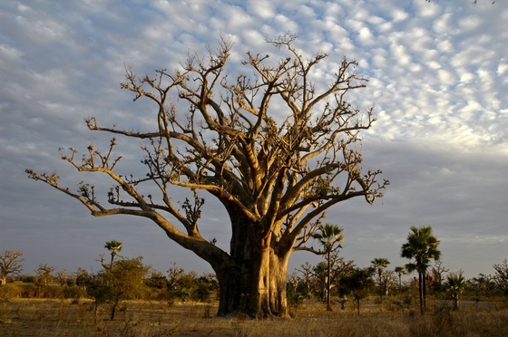 Senegal