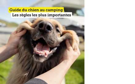 Guide du chien au camping TCS