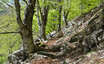 Alte Buchen entlang des Weges / © Christian Ferrari