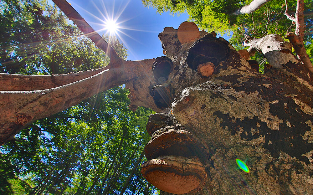 Legno morto in piedi con funghi dell’esca / © Giovanni Casari