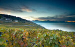 Lavaux Weinberg-Terrassen - ©GregoireChappuis