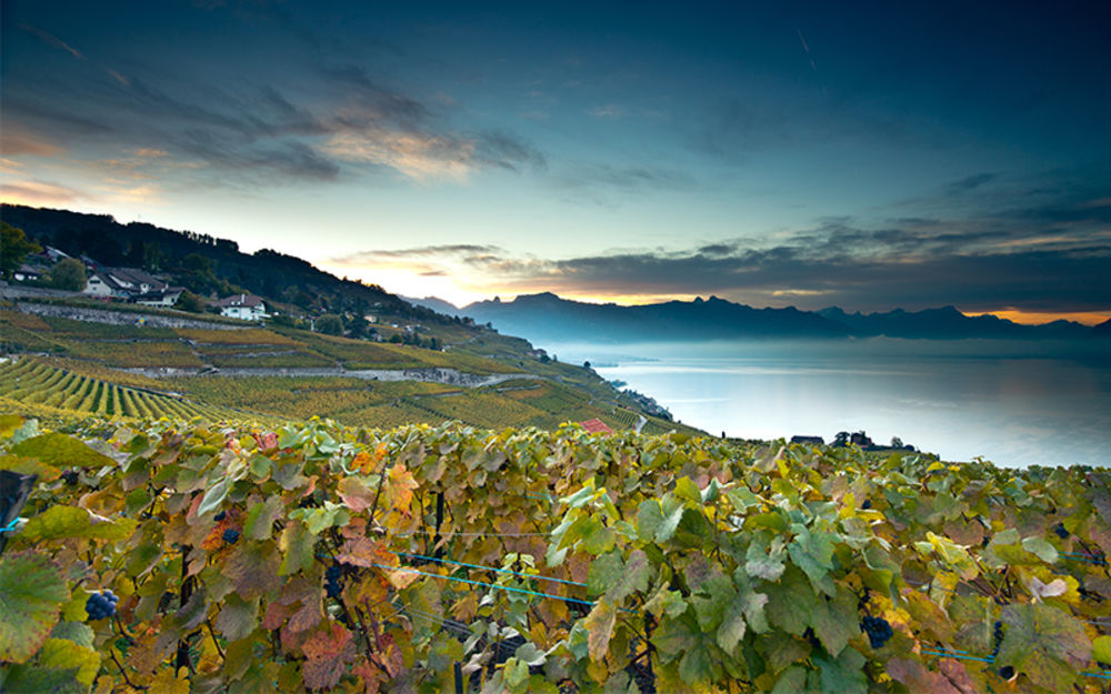 Lavaux vignoble en terrasses - ©GregoireChappuis
