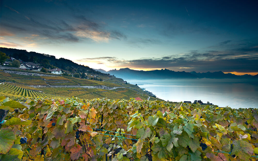 Lavaux vigneti terrazzati - ©GregoireChappuis