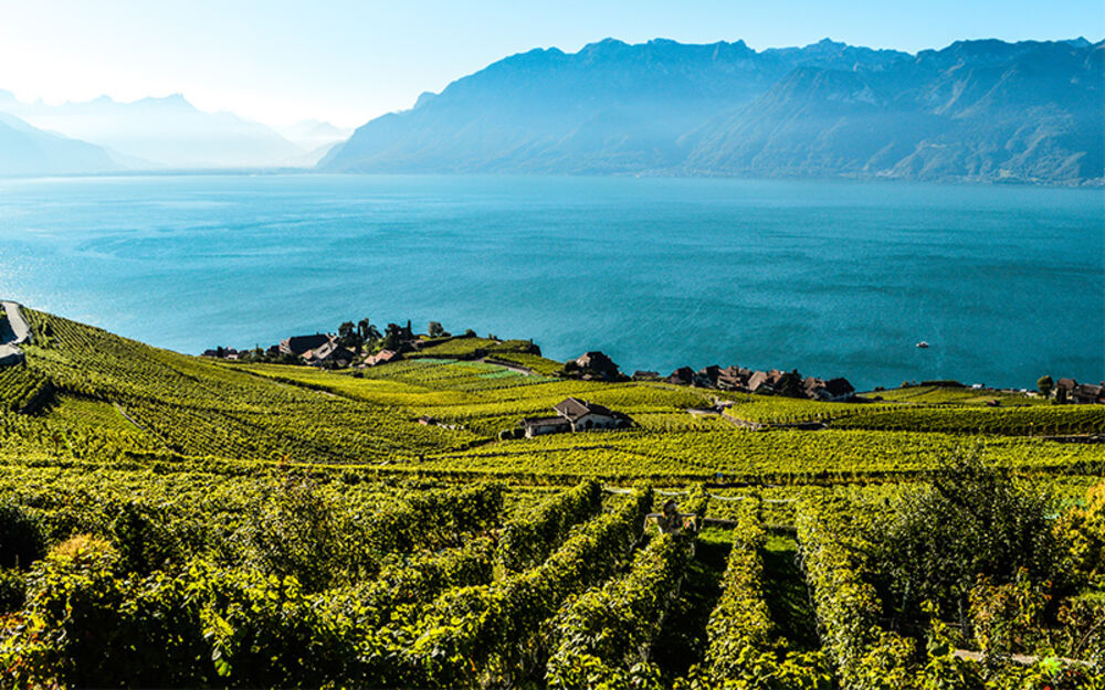 Lavaux vignoble en terrasses - © Ronny Perraudin