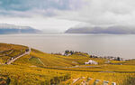 Lavaux Weinberg-Terrassen - ©Maude Rion