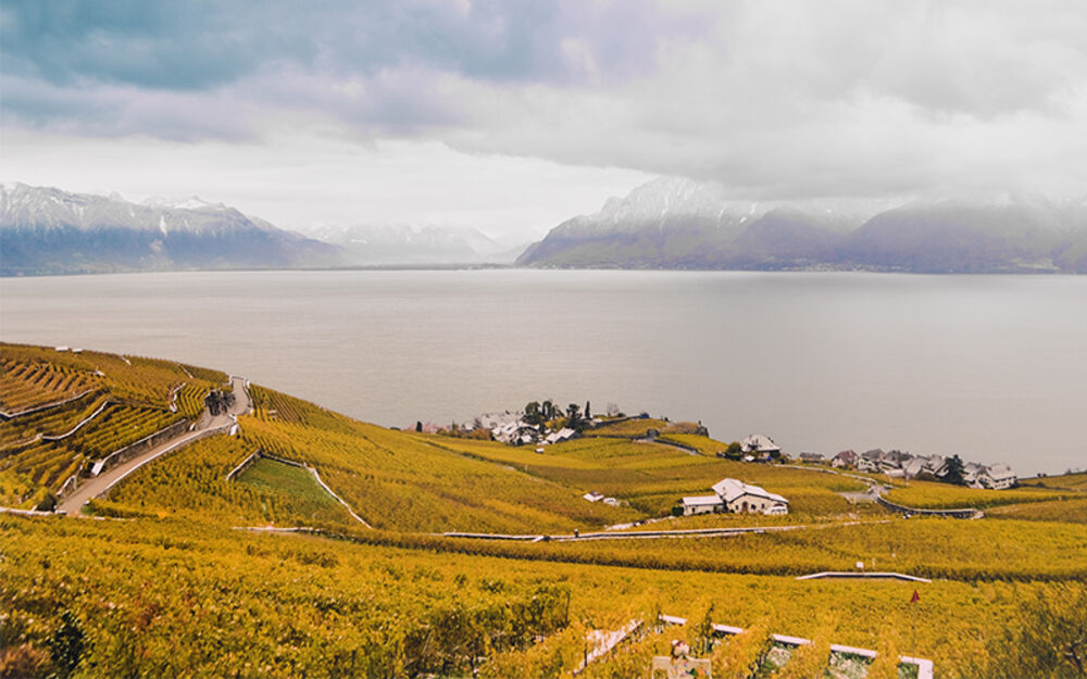 Lavaux vigneti terrazzati - ©Maude Rion