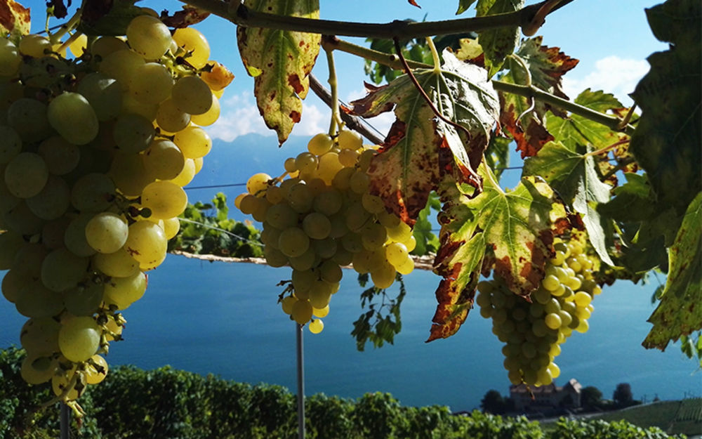 Lavaux vignoble en terrasses - © MontreuxRiviera