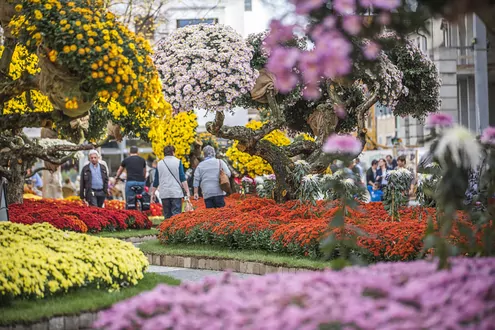 Chrysanthema in Lahr D