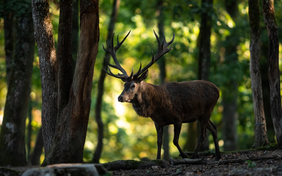 Sur les traces du cerf dans les bois de Versoix