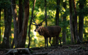 Sur les traces du cerf dans les bois de Versoix