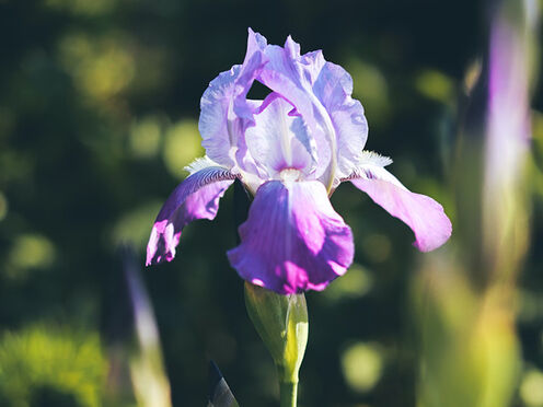 Visite du jardin des iris au Château de Vullierens