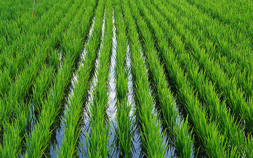Besuch bei einem Reisbauern in Vully
