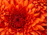fleur