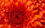 fleur