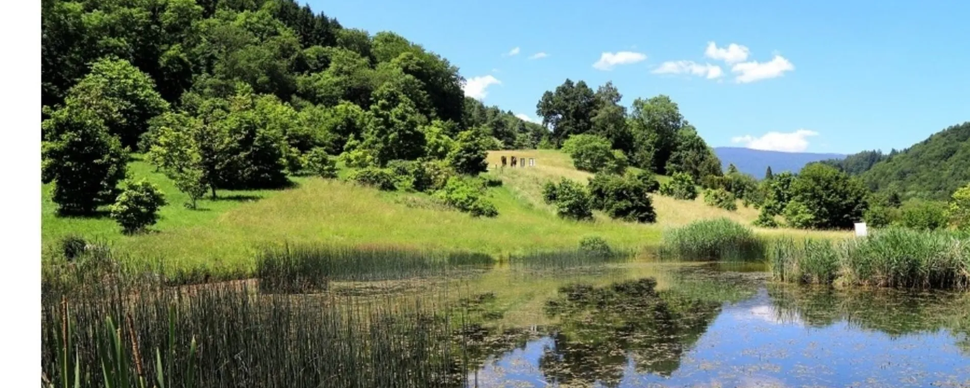 Explorez l’Arboretum du Vallon de l’Aubonne