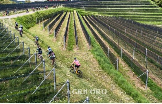 Tra i vigneti della tenuta Agriloro durante la Momò Gravel Race by TCS, foto di Jacques Perler.