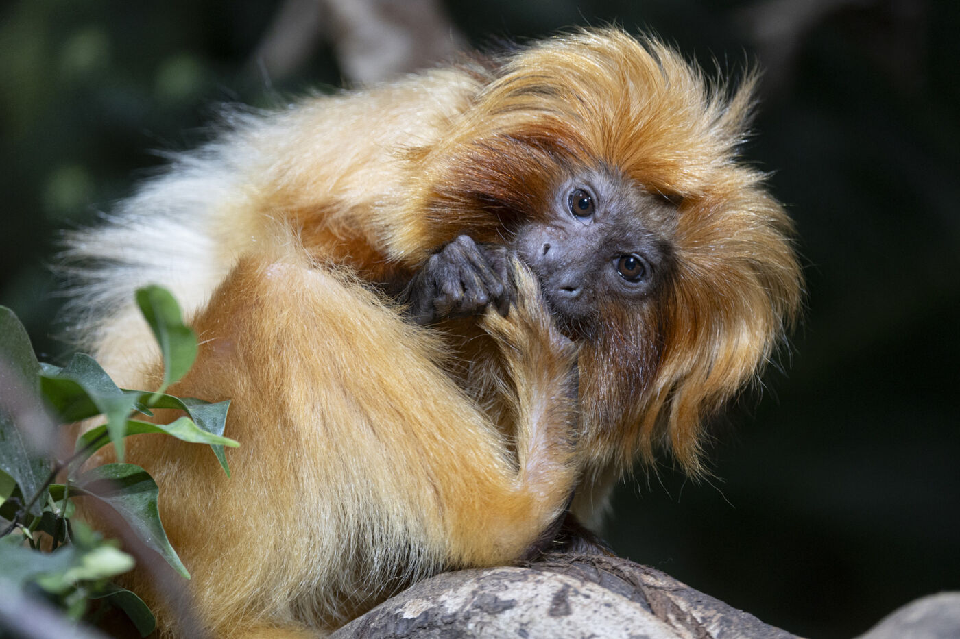Zoo Zurich