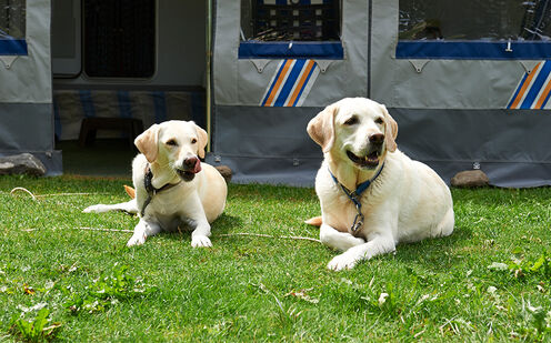 Vacances au camping avec un chien