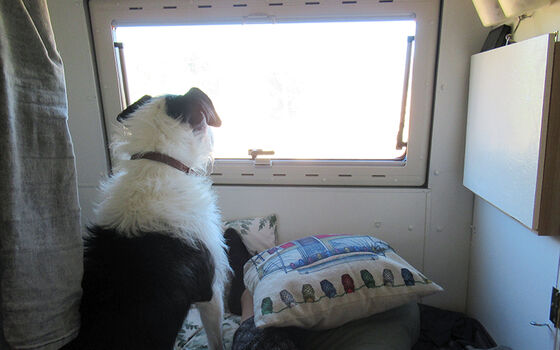 4. Il cane in camper