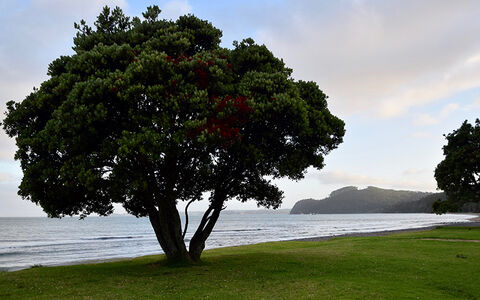 Pohutukawa Trees