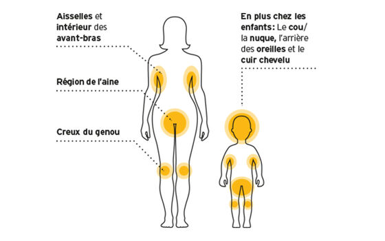 Endroits du corps appréciés par les tiques: