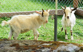 Goat Enclosure