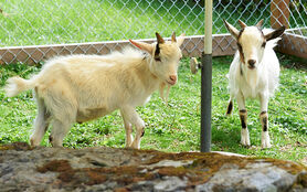 Goat Enclosure