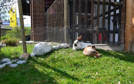 Visit our rabbits and chickens at the campsite.
