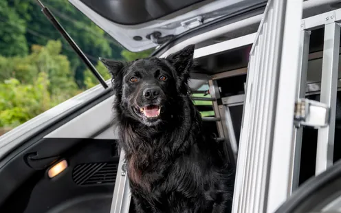 Hundetransportboxen-Test 2025