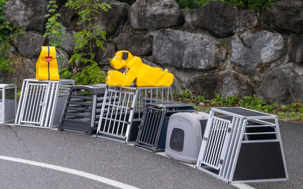 Hundetransportboxen Test 2025