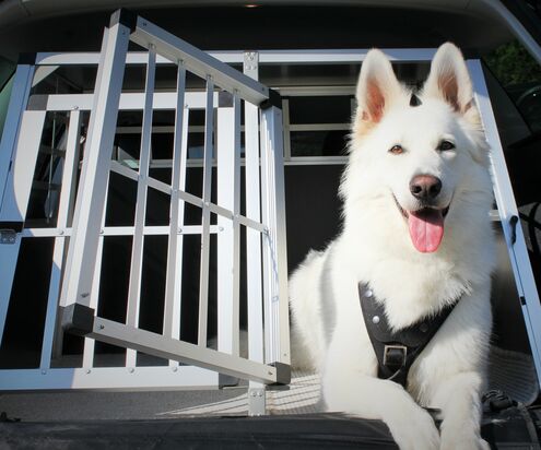 Trasportare il cane in auto e sui trasporti pubblici 