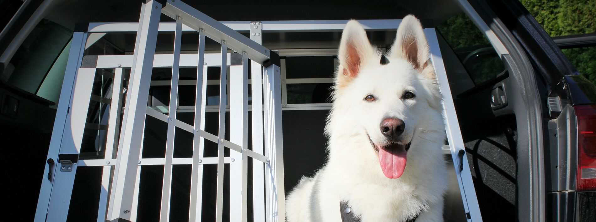 Ihren Hund im Auto transportieren: Richtig und sicher