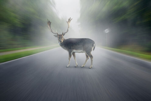 Wild auf der Strasse - was tun?