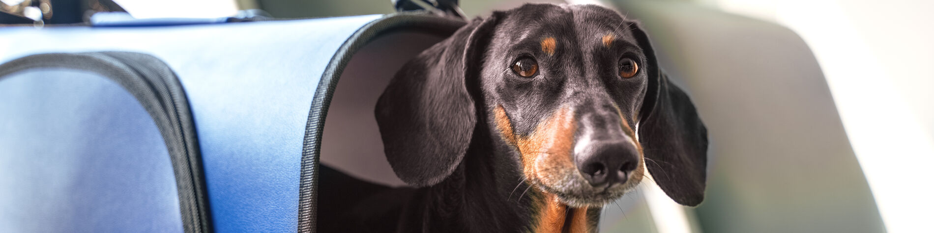 Prendre l'avion avec un chien - TCS Suisse