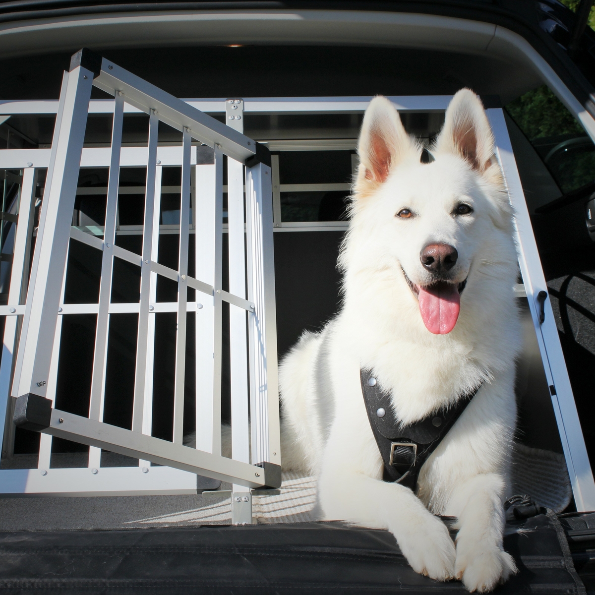 Caisses de transport pour chiens : en sécurité en voiture avec des chiens -  TCS Suisse