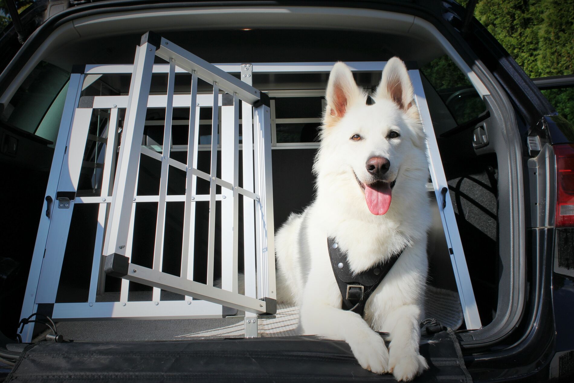 Transporter un chien dans la voiture en toute sécurité