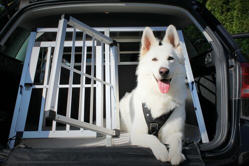 Animaux domestiques en voiture et dans les transports publics