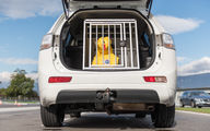 Box per trasporto cani: sicuri in auto con cani a bordo