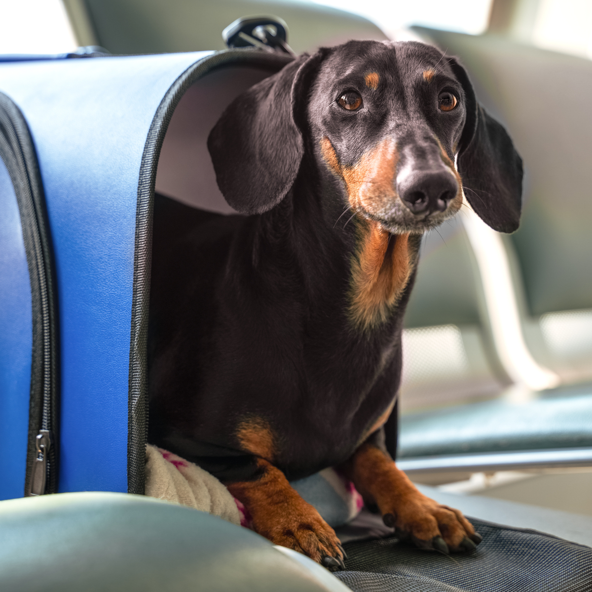 Mit Hund fliegen - TCS Schweiz