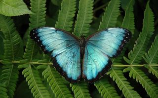 Papiliorama – Tropenwelt mit 1'500 Schmetterlingen