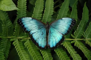 Papiliorama : univers tropical avec 1’500 papillon