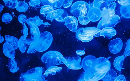 Meduse: cause, rischi e come evitare le punture