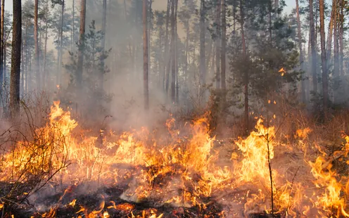 Feux de forêts - quel comportement adopter ?
