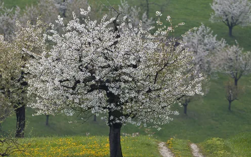 Sakura in  der Schweiz