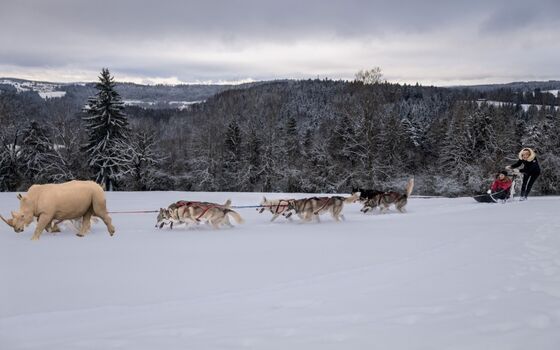 Chiens traineau