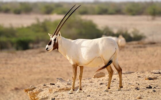 Sir Bani Yas