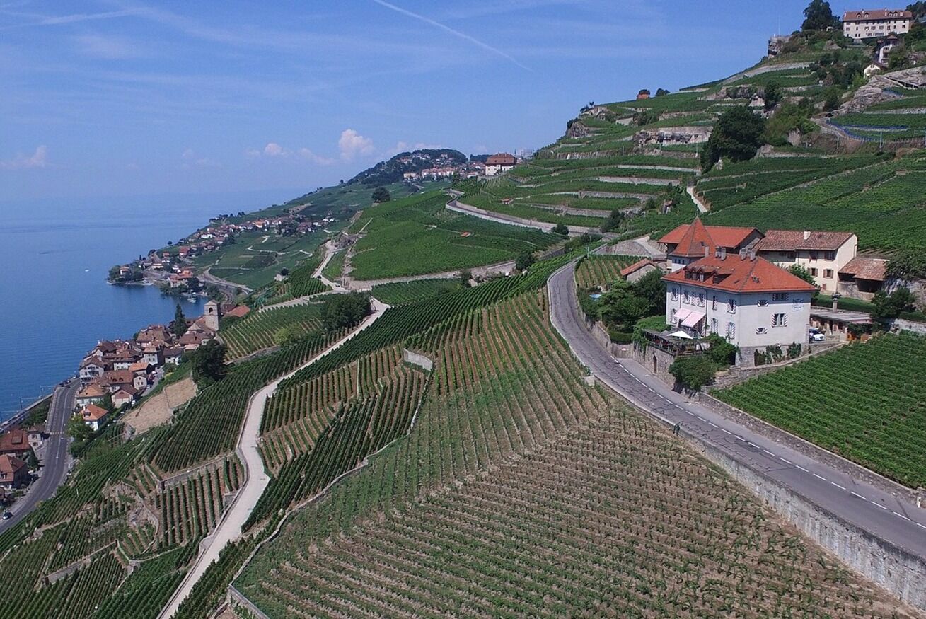 Weinberge/Vignes/Vigneti